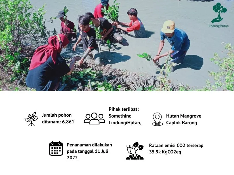 Penanaman mangrove Somethinc Skincare