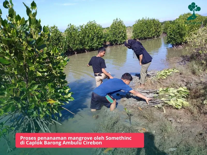 Hutan mangrove Caplok Barong Ambulu Cirebon
