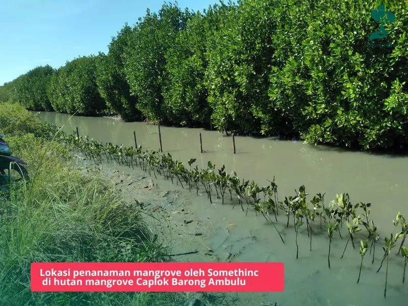 Somethinc menanam mangrove di Cirebon