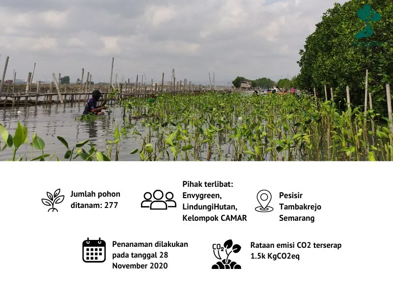 Penanaman mangrove Envygreen