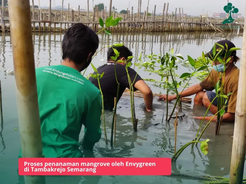 Envygreen menanam mangrove di pesisir Semarang