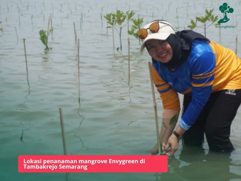 BFI Finance menanam mangrove