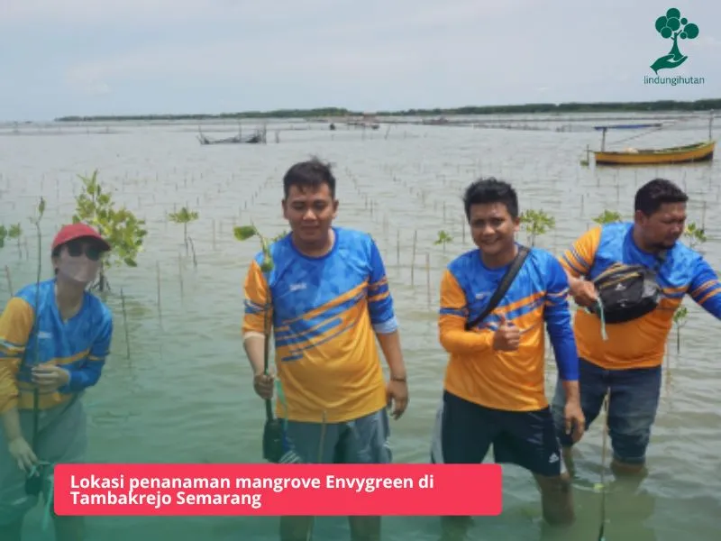 Gambar penanaman mangrove
