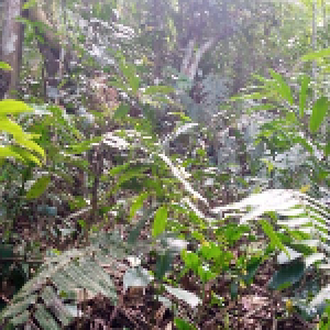 Gambar Lokasi 1 - LindungiHutan
