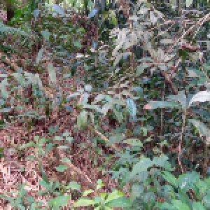 Gambar Lokasi 2 - LindungiHutan