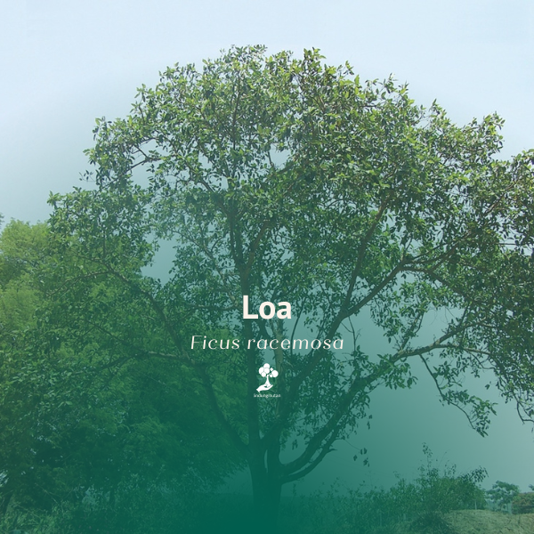 Loa