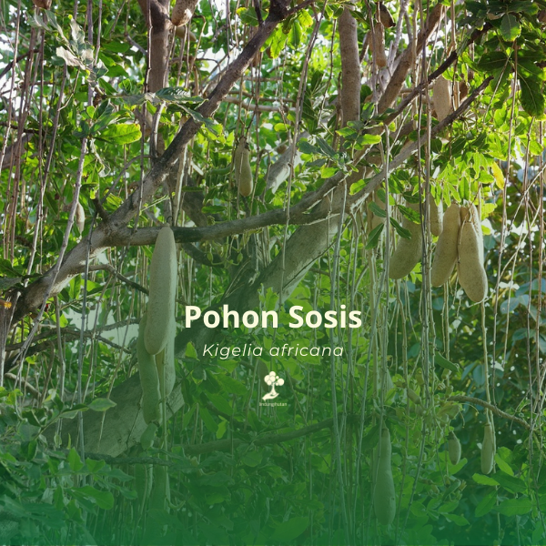 Pohon sosis