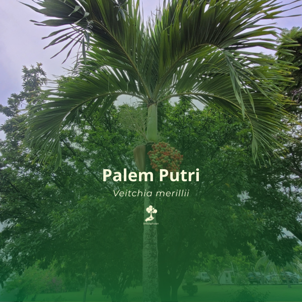 Palem putri