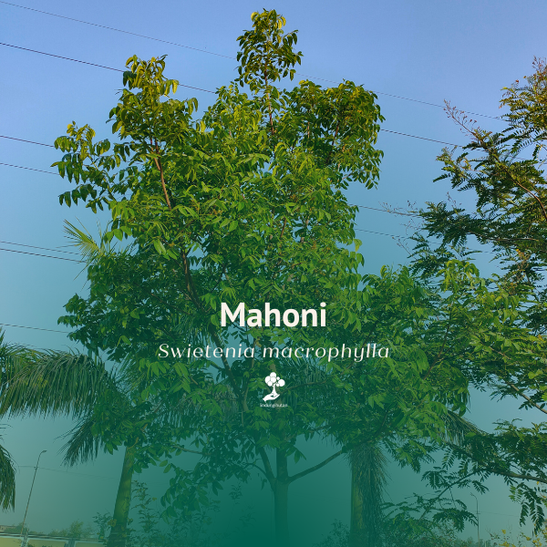 Mahoni