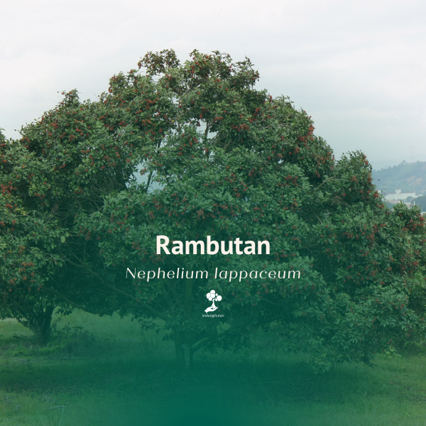 Rambutan