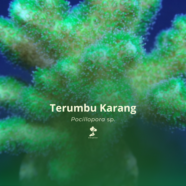 Terumbu Karang