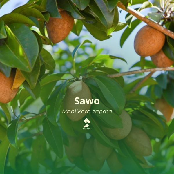 Sawo