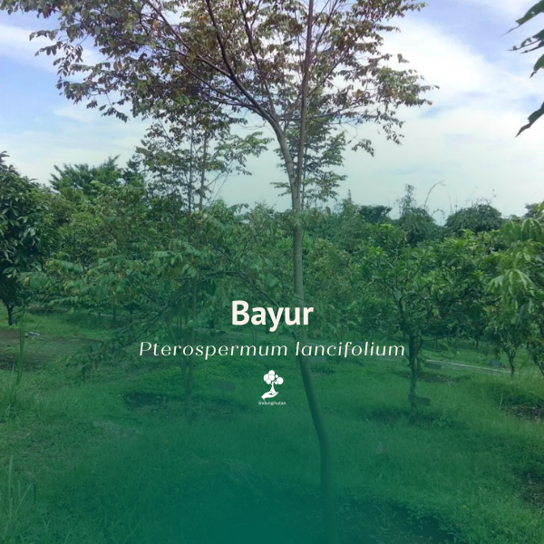 Bayur