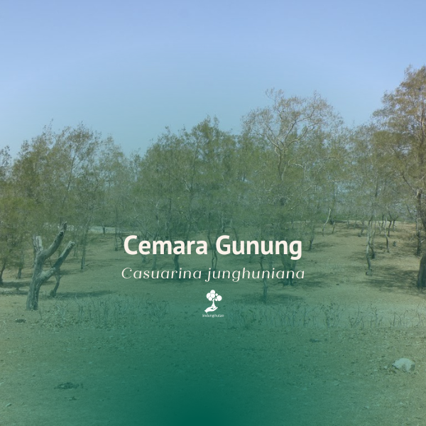 Cemara Gunung