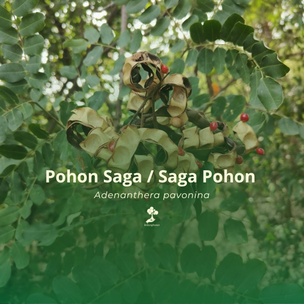 Pohon Saga / Saga Pohon
