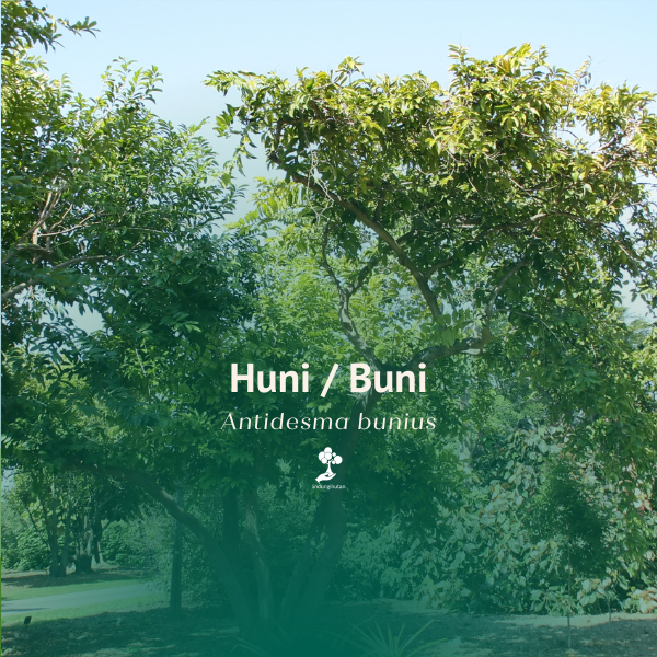 Huni; Buni