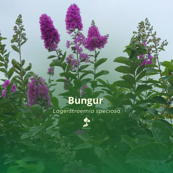 Bungur