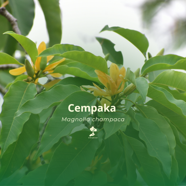 Cempaka