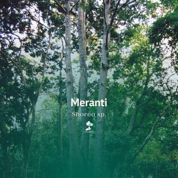 Meranti