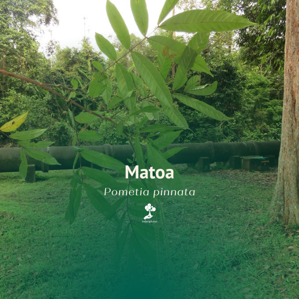 Matoa
