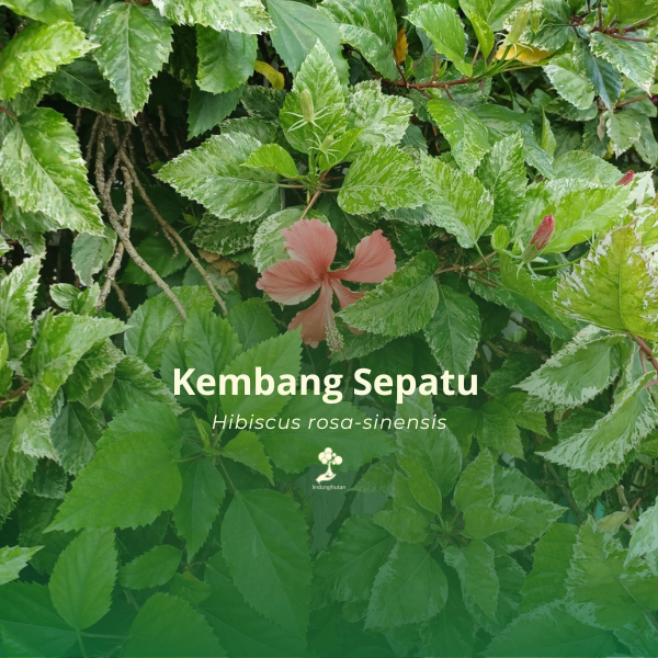 Kembang Sepatu