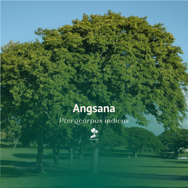 Angsana