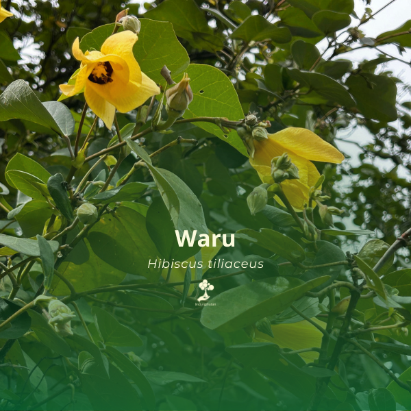 Waru