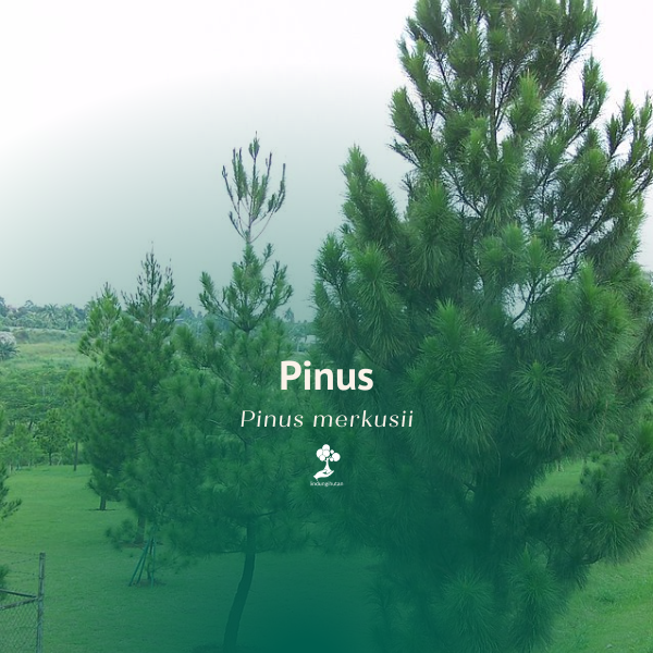 Pinus