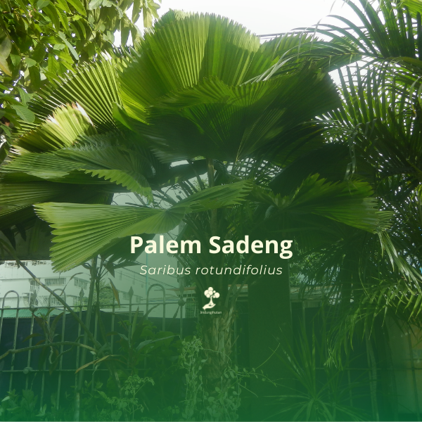 Palem sadeng