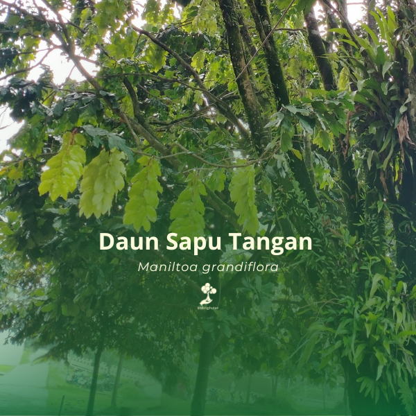 Daun Sapu Tangan 