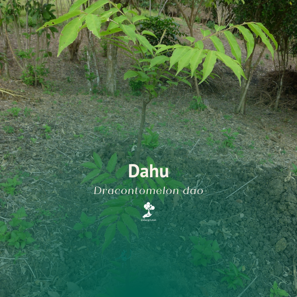 Dahu