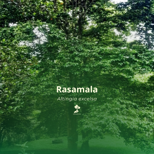 Rasamala