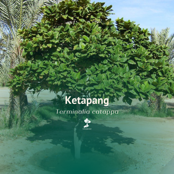 Ketapang
