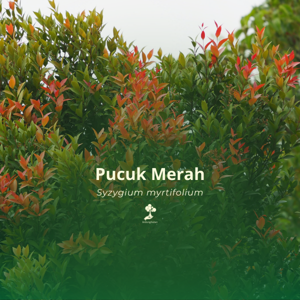 Pucuk Merah