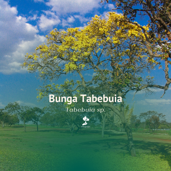 Tabebuya