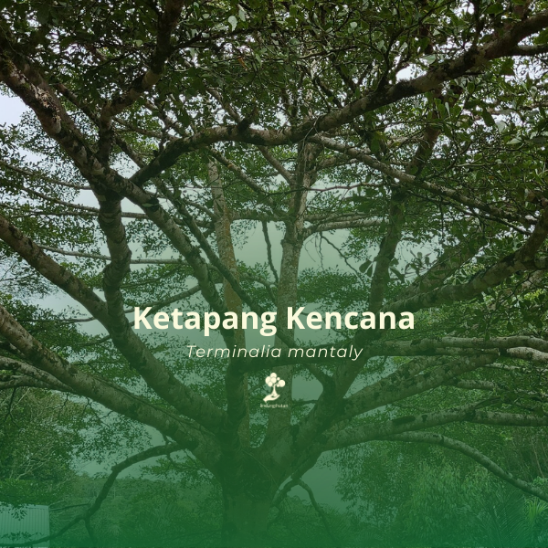 Ketapang Kencana