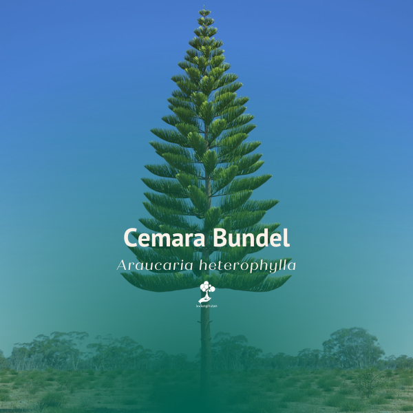 Cemara Bundel