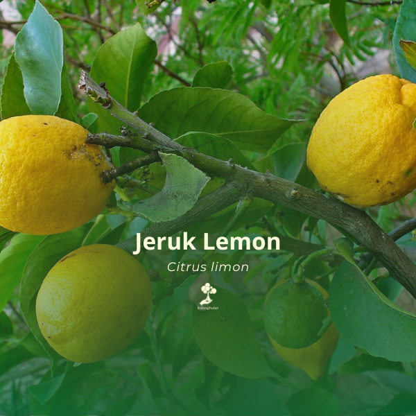 Jeruk Lemon