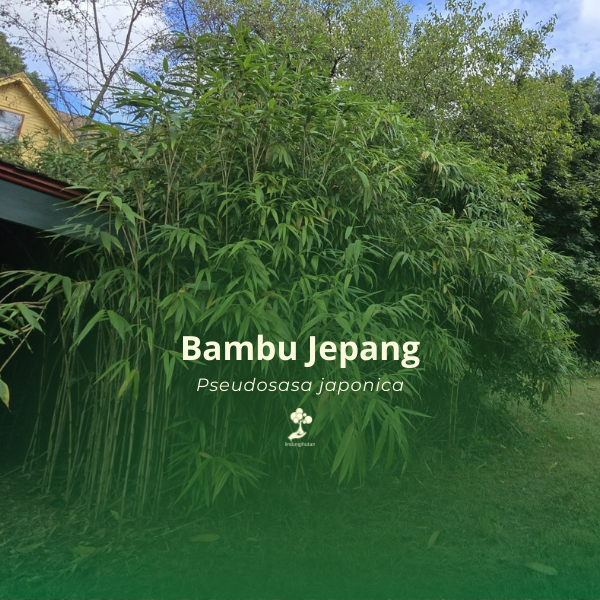 Bambu Jepang