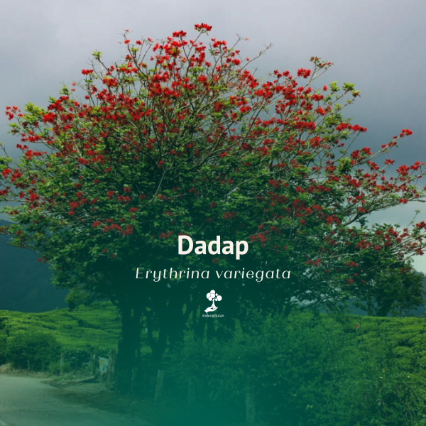 Dadap