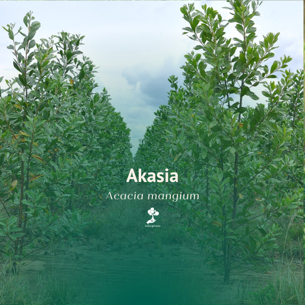Akasia Krasikarpa
