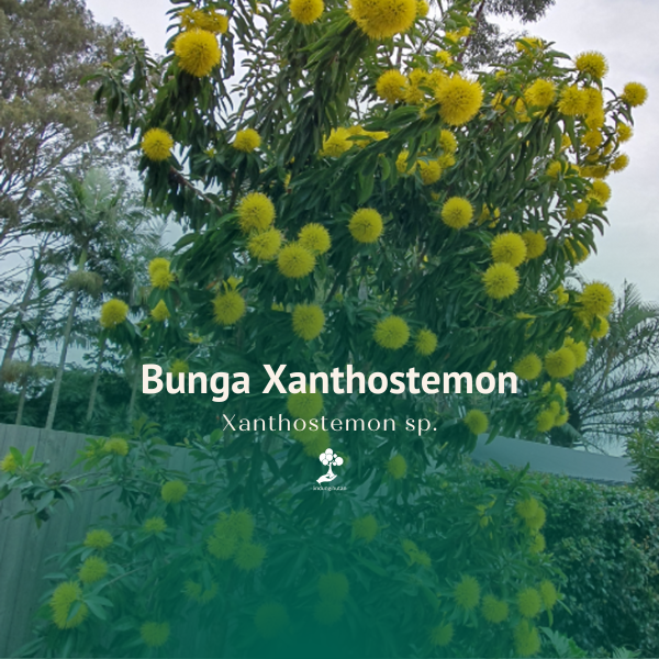 Bunga Xanthostemon