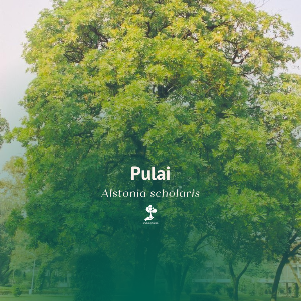Pulai