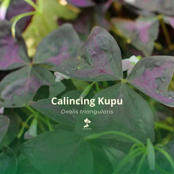 Kupu-kupu