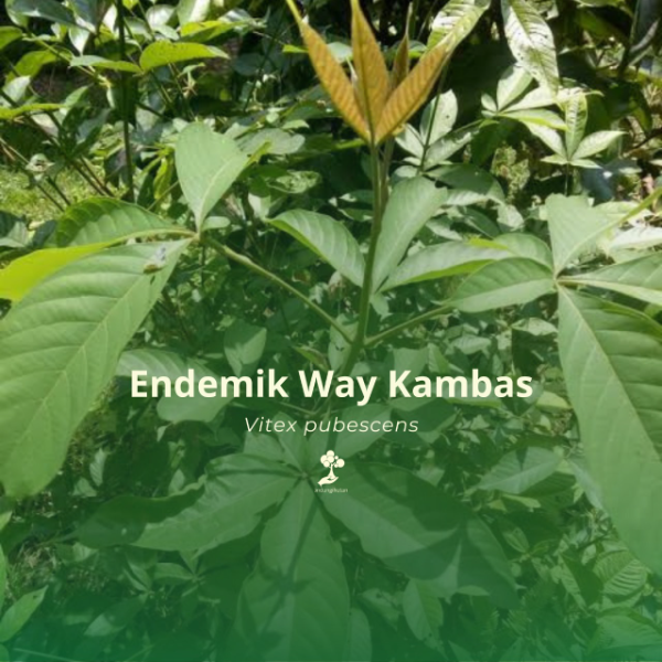 Endemik Way Kambas