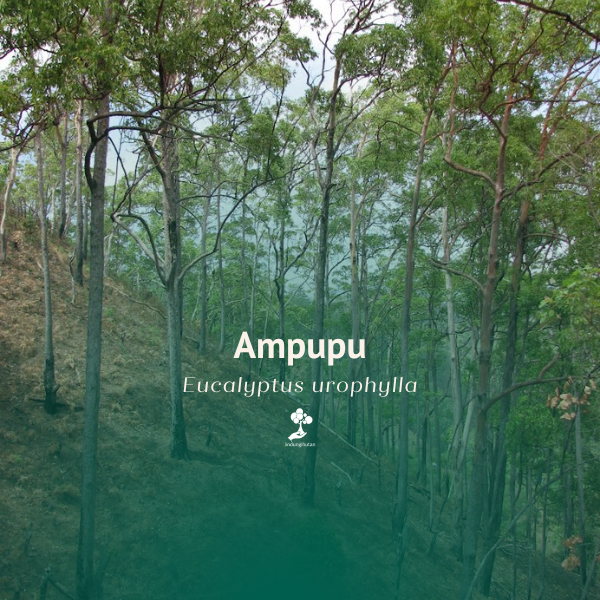 Ampupu