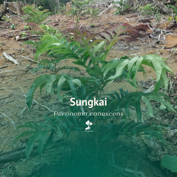 Sungkai 