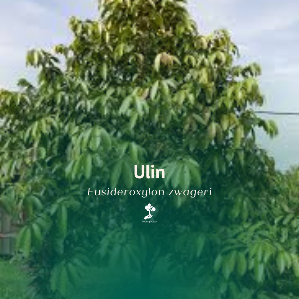 ulin/bulian/kayu besi