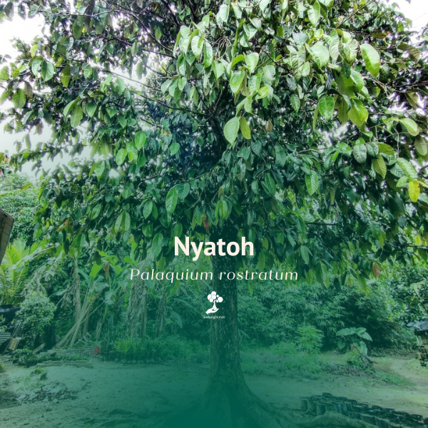 Nyatoh/nantu/getah perca