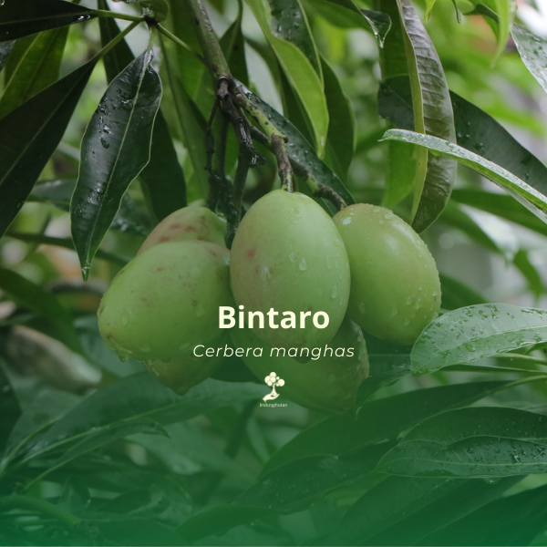 Bintaro